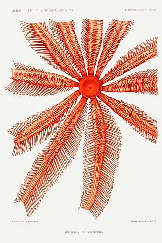 Brisingidae starfish illustration Nature Print