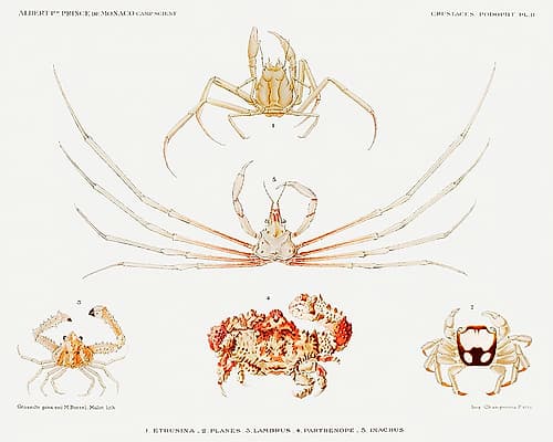 Crab varieties set illustration II Nature Print