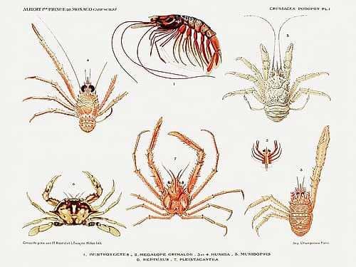Crabs and shrimps set illustration Nature Print