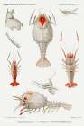 Decapod varieties set illustration Art Print