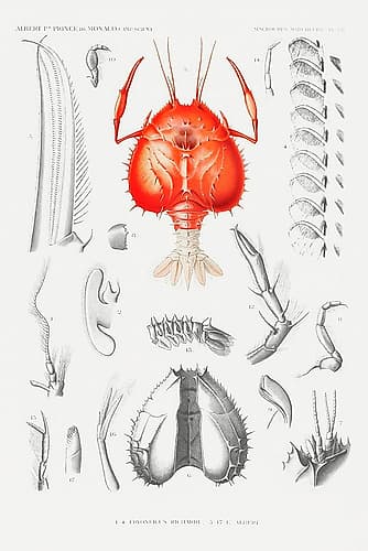 Illustration of a shrimps external and internal organs Nature Print