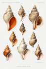 Molluscs of the Northern Seas II Art Print