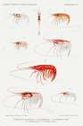 Shrimp varieties set illustration I Art Print