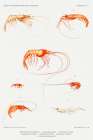Shrimp varieties set illustration II Art Print