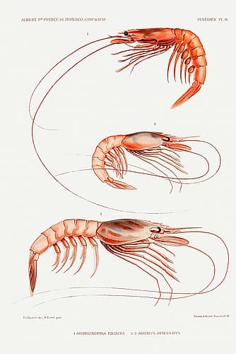 Shrimp varieties set illustration III Nature Print