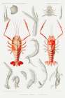 Shrimps external and internal organs illustration Art Print