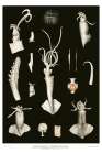 Squid varieties set illustration Art Print