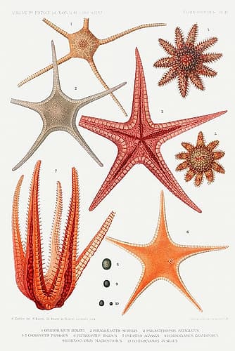 Starfish varieties set illustration I Nature Print