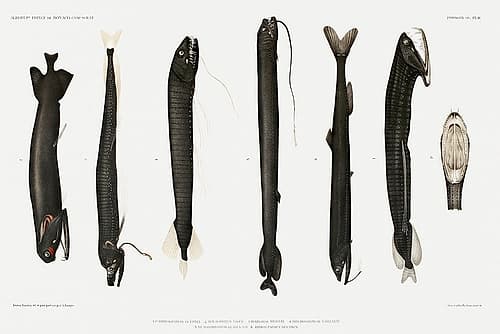 Stomiidae deep sea fish varieties set illustration I Art Print