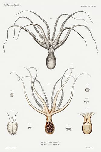 Common Sydney octopus and octopus furva illustration Art Print