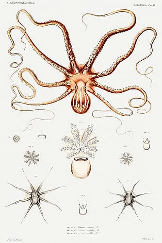 Ornate octopus anatomy illustration Art Print