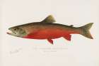 Canadian Red Trout Art Print