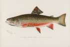 Male brook trout, Salvelinus Fontinalis Art Print