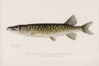 Pickerel, Lucius Reticulatus. Le Sueur from a pond in Massachusetts Art Print