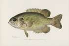 Rock Bass, Ambloplites Rupestris Art Print