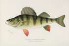 Yellow or Barred Perch, Perca Americana Art Print