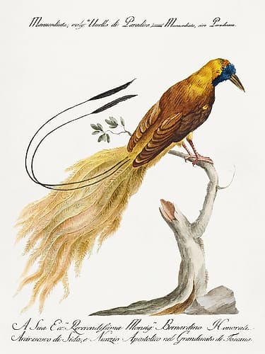 Bird of Paradise, Manucodiata, sive paradisaea Art Print