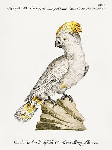 Cockatoo, Pappagallo, detto cacatua, con cresta gialla Art Print