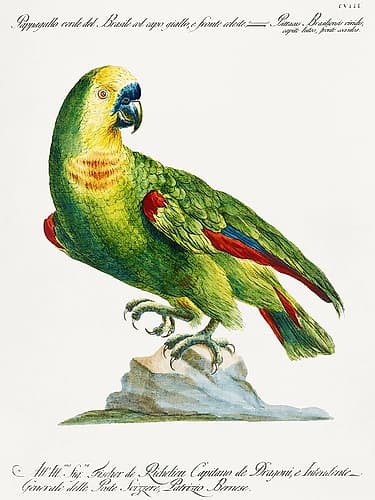 Parrot, appagallo, verde del Brasile col capo giallo, e fronte celeste Art Print