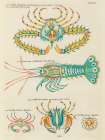 Illustrations of crab and lobster found in the Indian and Pacific Oceans Art Print