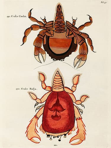 Illustrations of crabs found in Moluccas Indonesia and the East Indies Nature Print