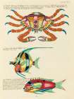 Illustrations of fishes and crab found in the Indian and Pacific Oceans 1 Art Print