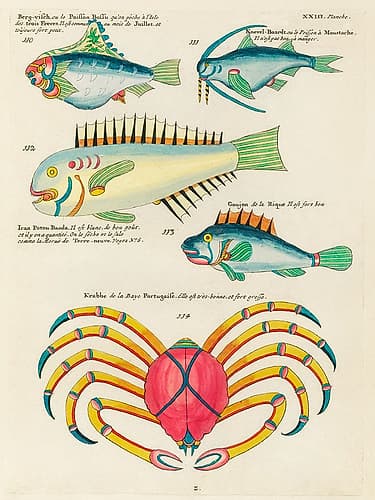 Illustrations of fishes and crab found in the Indian and Pacific Oceans 2 Art Print