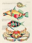 Illustrations of fishes and crab found in the Indian and Pacific Oceans 3 Art Print