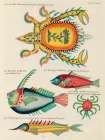 Illustrations of fishes and crabs found in the Indian and Pacific Oceans Art Print