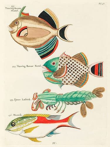 Illustrations of fishes and lobster found in Moluccas Indonesia and the East Indies Art Print