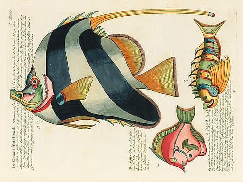 Illustrations of fishes found in Moluccas Indonesia and the East Indies 2 Nature Print