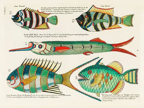 Illustrations of fishes found in Moluccas Indonesia and the East Indies 3 Nature Print
