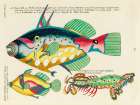Illustrations of fishes found in Moluccas Indonesia and the East Indies 4 Art Print