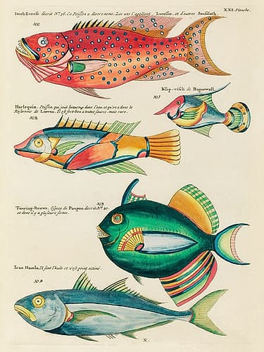 Illustrations of fishes found in Moluccas Indonesia and the East Indies 5 Art Print