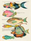 Illustrations of fishes found in Moluccas Indonesia and the East Indies 6 Art Print