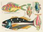 Illustrations of fishes found in Moluccas Indonesia and the East Indies 8 Art Print