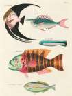 Illustrations of fishes found in Moluccas Indonesia and the East Indies 10 Art Print