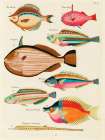 Illustrations of fishes found in Moluccas Indonesia and the East Indies 11 Art Print