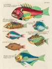 Illustrations of fishes found in Moluccas Indonesia and the East Indies 14 Art Print