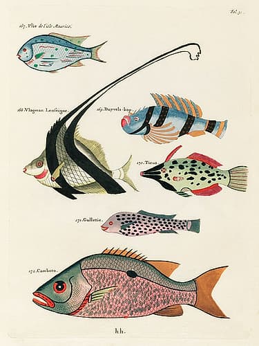 Illustrations of fishes found in Moluccas Indonesia and the East Indies 15 Art Print