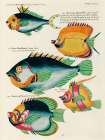 Illustrations of fishes found in Moluccas Indonesia and the East Indies 16 Art Print