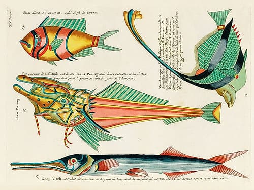 Illustrations of fishes found in Moluccas Indonesia and the East Indies 17 Nature Print