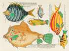 Illustrations of fishes found in Moluccas Indonesia and the East Indies 18 Art Print