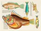 Illustrations of fishes found in Moluccas Indonesia and the East Indies 19 Art Print