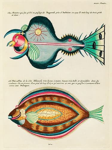 Illustrations of fishes found in Moluccas Indonesia and the East Indies 21 Nature Print