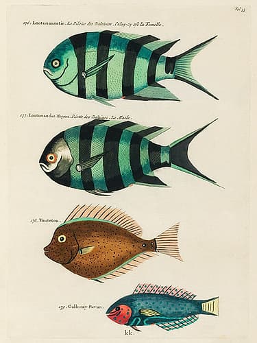Illustrations of fishes found in Moluccas Indonesia and the East Indies 22 Art Print