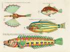 Illustrations of fishes found in Moluccas Indonesia and the East Indies 24 Art Print