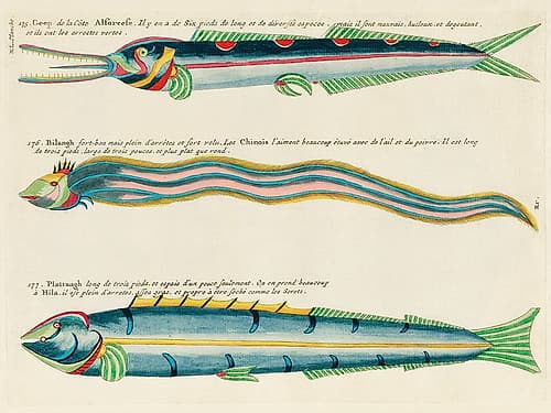 Illustrations of fishes found in Moluccas Indonesia and the East Indies 25 Art Print