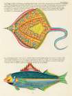 Illustrations of fishes found in Moluccas Indonesia and the East Indies 28 Art Print