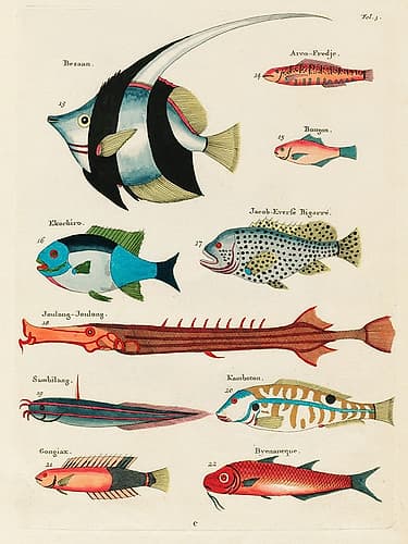 Illustrations of fishes found in Moluccas Indonesia and the East Indies 30 Art Print
